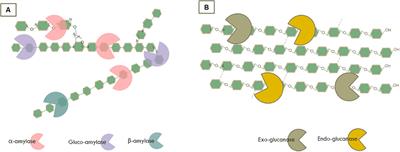 Carbohydrate Binding Modules: Diversity of Domain Architecture in Amylases and Cellulases From Filamentous Microorganisms